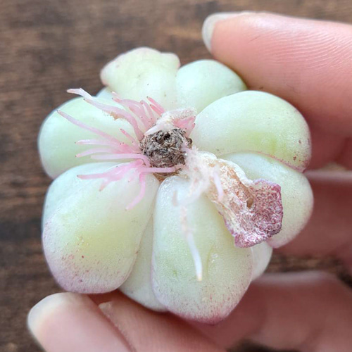 韓国苗◇ピンククリスタルローズ (発根済)【エケベリア】多肉植物 多肉