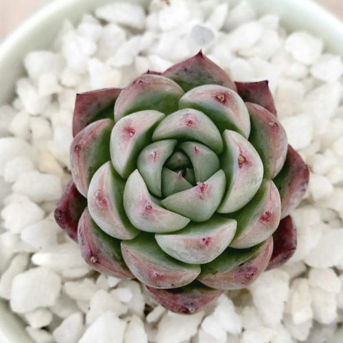 多肉植物　韓国苗　ピンククリスタルローズ　発根済み 韓国苗◇ピンククリスタルローズ (発根済)【エケベリア】多肉植物 多肉