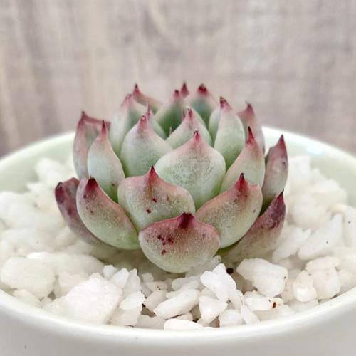 韓国苗◇ピンククリスタルローズ (発根済)【エケベリア】多肉植物 多肉