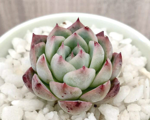 韓国苗◇ピンククリスタルローズ (発根済)【エケベリア】多肉植物 多肉