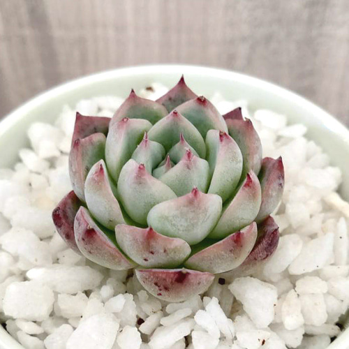 多肉植物　韓国苗　ピンククリスタルローズ　発根済み 韓国苗◇ピンククリスタルローズ (発根済)【エケベリア】多肉植物 多肉