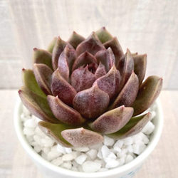 韓国苗◇チョコレートムース (発根済)【エケベリア】多肉植物 多肉植物