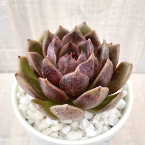 韓国苗◇チョコレートムース (発根済)【エケベリア】多肉植物 多肉植物