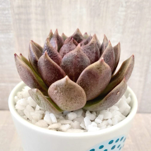 韓国苗◇チョコレートムース (発根済)【エケベリア】多肉植物 多肉植物
