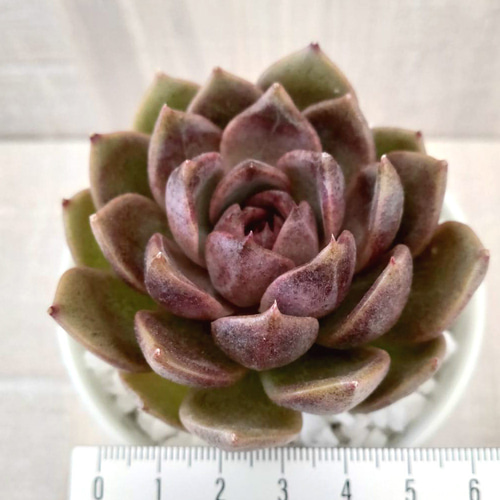 GWセール　多肉植物　チョコゴーサ　韓国苗 GWセール 多肉植物 チョコゴーサ 韓国苗 【公式通販】