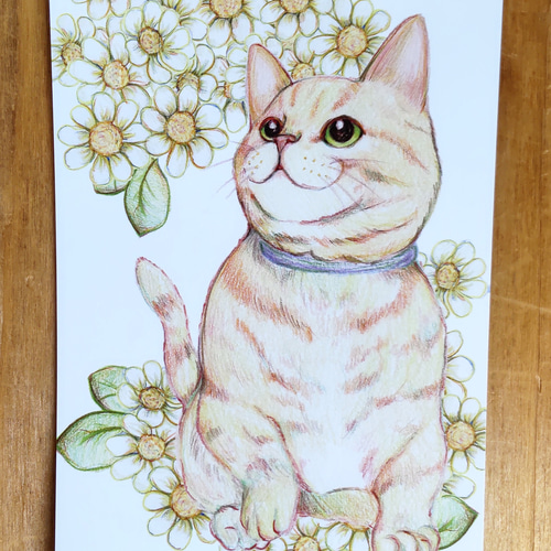 色鉛筆画 A4.仔猫 色鉛筆画A4 仔猫