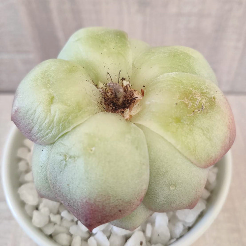 韓国苗◇マルガン (カット苗)【エケベリア】多肉植物 多肉植物 韓国苗◇マルガン (カット苗)【エケベリア】多肉植物 多肉植物