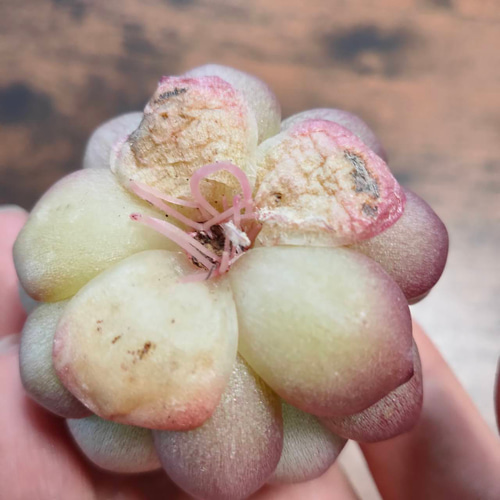 韓国苗◇ホワイトローズ (発根済)【エケベリア】多肉植物 多肉植物