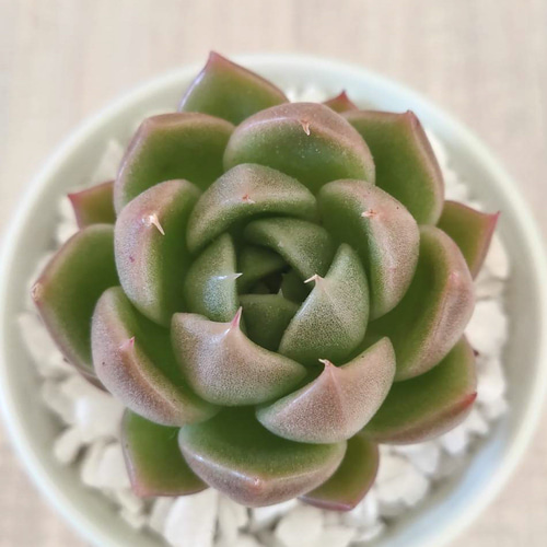 韓国苗◇ホワイトローズ (発根済)【エケベリア】多肉植物 多肉植物