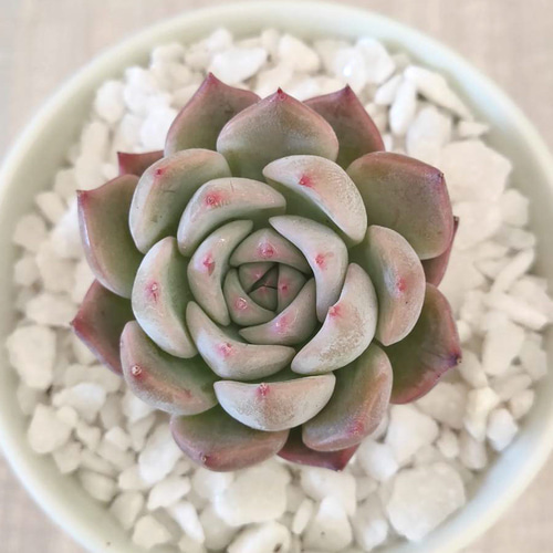 韓国苗◇キャロライン (発根済)【エケベリア】多肉植物 多肉植物