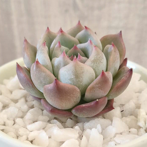 韓国苗◇キャロライン (発根済)【エケベリア】多肉植物 多肉植物