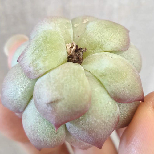 韓国苗◇キャロライン (発根済)【エケベリア】多肉植物 多肉植物