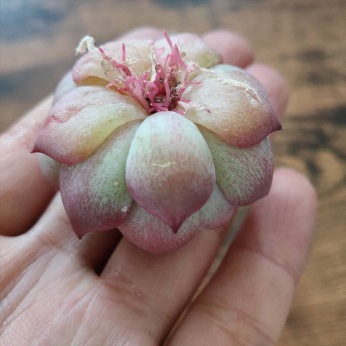 韓国苗◇キャロライン (発根済)【エケベリア】多肉植物 多肉植物 韓国苗◇キャロライン (発根済)【エケベリア】多肉植物 多肉植物