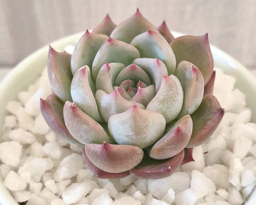 多肉植物　キャロライン　韓国苗 多肉植物 キャロライン 韓国苗 dc0c9885b30219b2c3de36bfd21c13