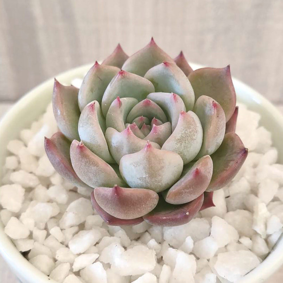 韓国苗◇キャロライン (発根済)【エケベリア】多肉植物 多肉植物