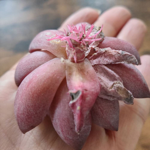 69★韓国苗 ★レッドフラミンゴ 100苗 カット ★可愛い多肉植物 エケベリア 69☆韓国苗 ☆レッドフラミンゴ 100苗 カット ☆可愛い多肉植物