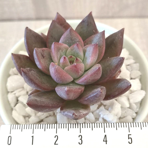 韓国苗◇フラミンゴ (発根済)【エケベリア】多肉植物 多肉植物