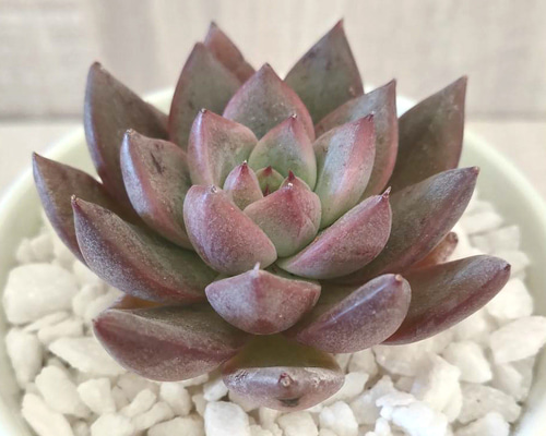 9f95cfabde626024e9654f2249e99d