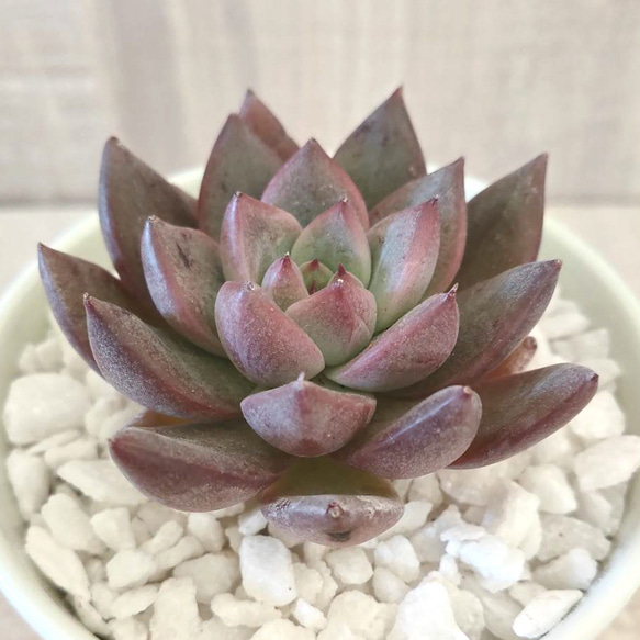 韓国苗◇フラミンゴ (発根済)【エケベリア】多肉植物 多肉植物