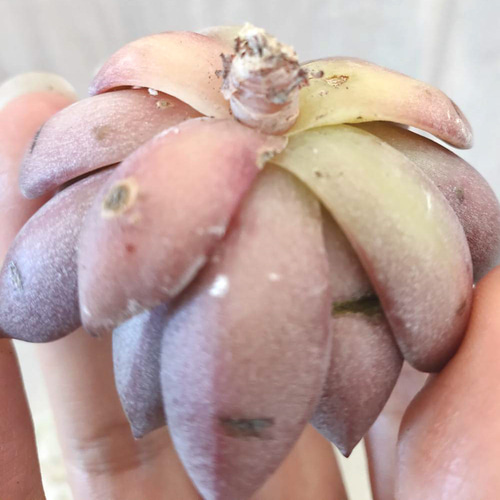 韓国苗◇フラミンゴ (発根済)【エケベリア】多肉植物 多肉植物