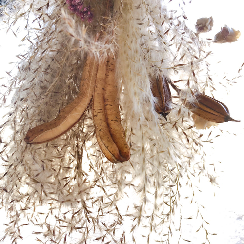 予約販売】ユーカリ ふわふわススキ ミニスワッグ 2点セット