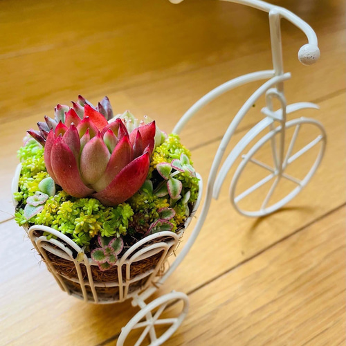 3）一点限り 多肉植物 寄せ植え 自転車 春色かわいいエケベリアを 