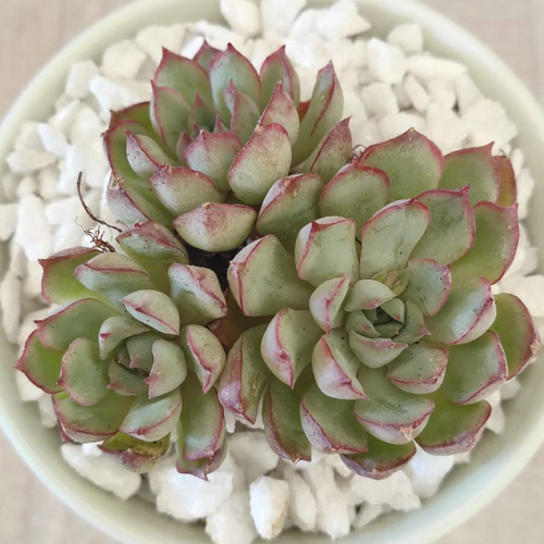 ドリームトークローズ◎多肉植物 カット苗 韓国苗 エケベリア等