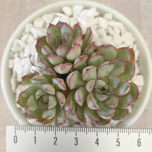 韓国苗◇ドリームローズ【エケベリア】多肉植物 多肉植物