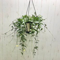 開花中！ Hoya lacunosa ホヤ ラクノーサ 吊り鉢 その他インテリア雑貨