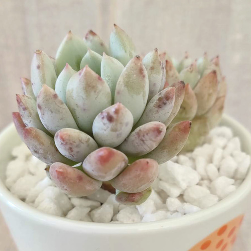 韓国苗◇ホワイトホース (カット苗)【エケベリア】多肉植物 多肉