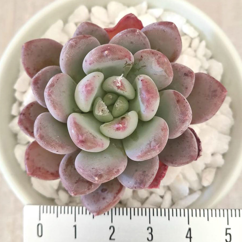 多肉植物　エケベリア　可愛い パンダジェニー　新種　エケベリア
