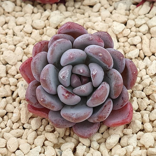 ピンクジェニー (抜き苗)【エケベリア】多肉植物 多肉植物