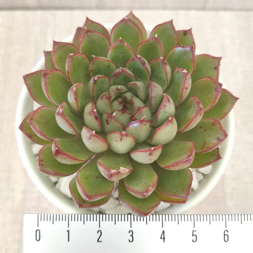 キャッツアイ (抜き苗)【エケベリア】多肉植物 多肉植物 キャッツアイ (抜き苗)【エケベリア】多肉植物 多肉植物