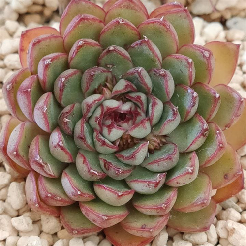 キャッツアイ (抜き苗)【エケベリア】多肉植物 多肉植物 キャッツアイ (抜き苗)【エケベリア】多肉植物 多肉植物