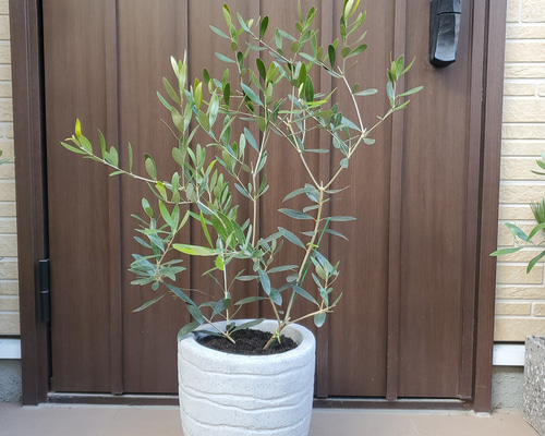 オリーブ　ネバディロブランコ　ワインカラー陶器鉢植え　苗　ウェルカムツリー オリーブ 鉢植え 9号（562:ネバディロブランコ）創樹ブランド