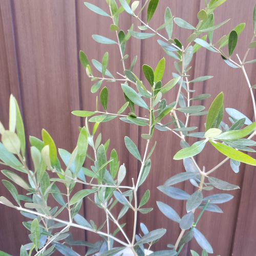 オリーブ　ネバディロブランコ　陶器鉢植え　苗　シンボルツリー オリーブの木 ネバディロブランコ テラコッタ鉢植え 苗 シンボル