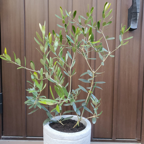 実付き♡オリーブ　ネバディロブランコ　スクエア型テラコッタ鉢植え　苗 オリーブの木 ネバディロブランコ スタイリッシュコンクリート