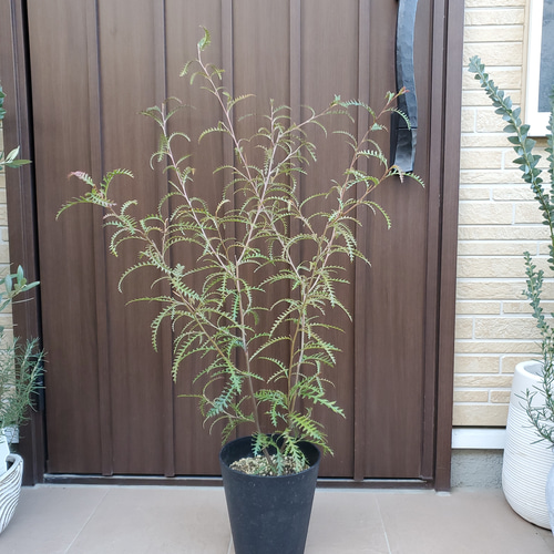 グレビレア ピーター 鉢植え オージープランツ レア苗 ネイティブ
