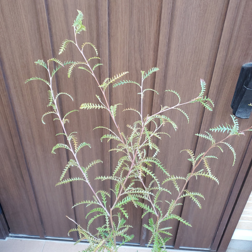 グレビレア ピーター 鉢植え オージープランツ レア苗 ネイティブ