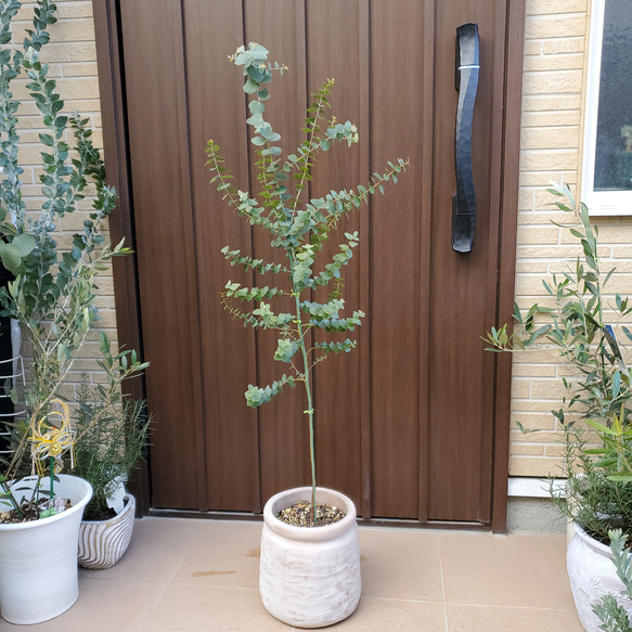 ユーカリアップルボックス テラコッタ鉢植え 苗 オージープランツ 盆栽