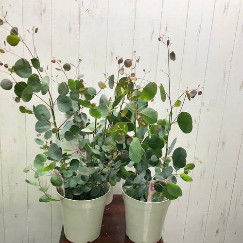 株立ち！ ユーカリ ポポラス 5号鉢 その他インテリア雑貨 PLANTS SHOP