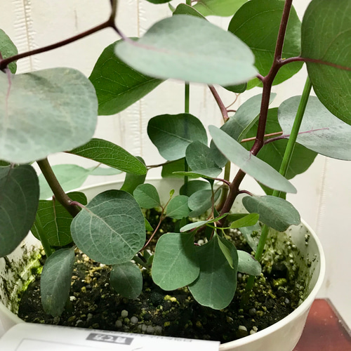 株立ち！ ユーカリ ポポラス 5号鉢 その他インテリア雑貨 PLANTS SHOP