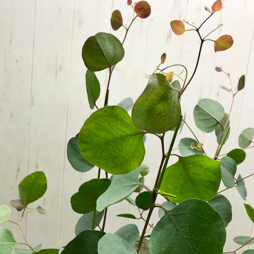 株立ち！ ユーカリ ポポラス 5号鉢 その他インテリア雑貨 PLANTS SHOP