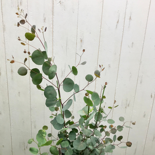 株立ち！ ユーカリ ポポラス 5号鉢 その他インテリア雑貨 PLANTS SHOP