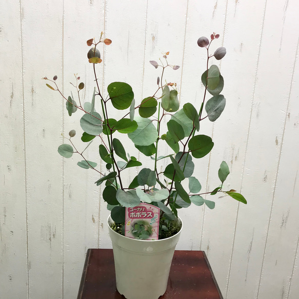 株立ち！ ユーカリ ポポラス 5号鉢 その他インテリア雑貨 PLANTS