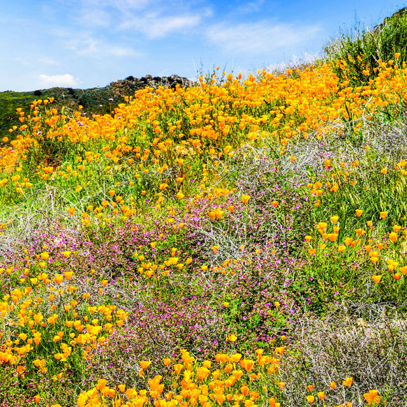 カリフォルニアポピーの楽園 - 鮮やかな自然の息吹を感じる壁飾りポスター、あふれる春の喜びをお届け 5枚目の画像