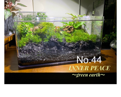 イモリウム 苔テラリウム パルダリウム No.1015 - メルカリ