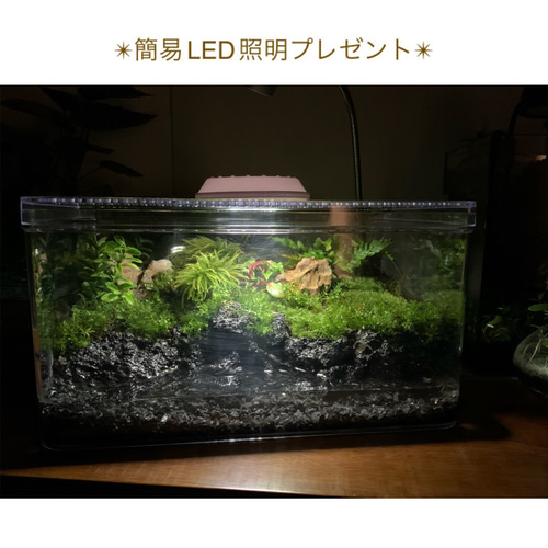 44 イモリウム カエルリウム 苔アート 苔テラリウム 【1点限り