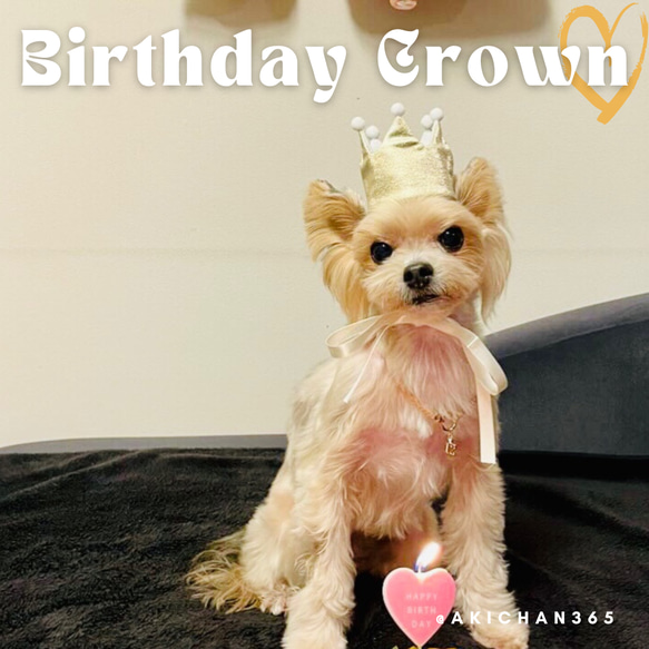 ミニ バースデークラウン ベビークラウン wg×w mポ 1歳、名入れ、王冠、誕生日、ハーフバースデー、犬、猫、うさぎ 1枚目の画像