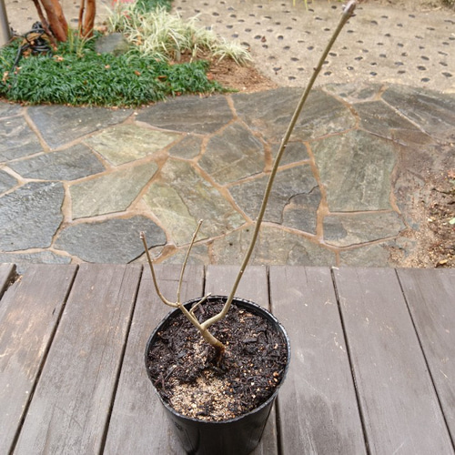 アオダモ（巨大サイズ）インテリア用